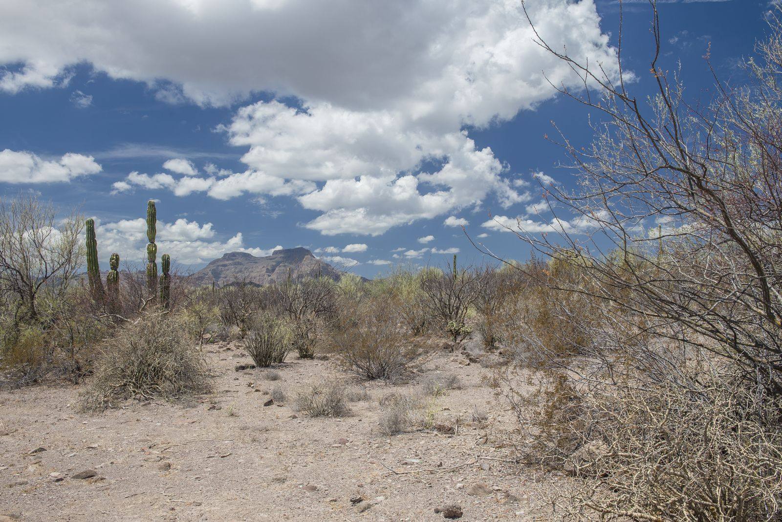 Desert in Baja California Sur with tall cactus, dry scrub and a rocky mountain under a cloudy blue sky