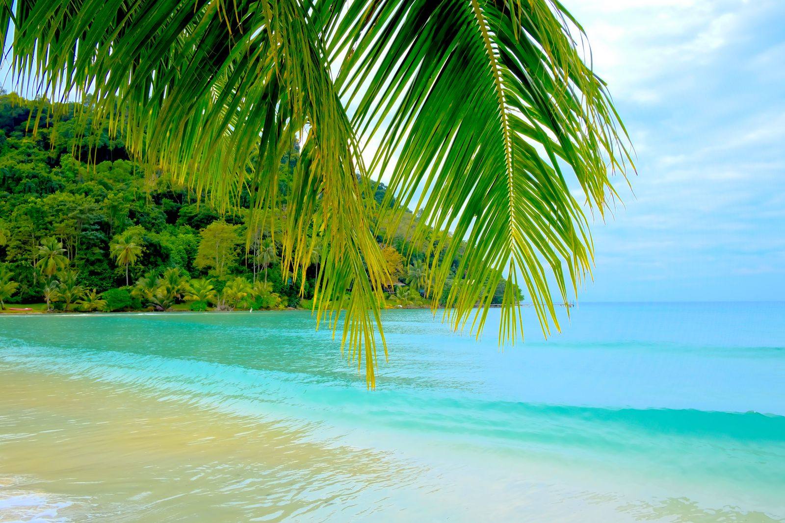 Palm fronds hanging over clear turquoise water, with a green forested hillside behind the beach