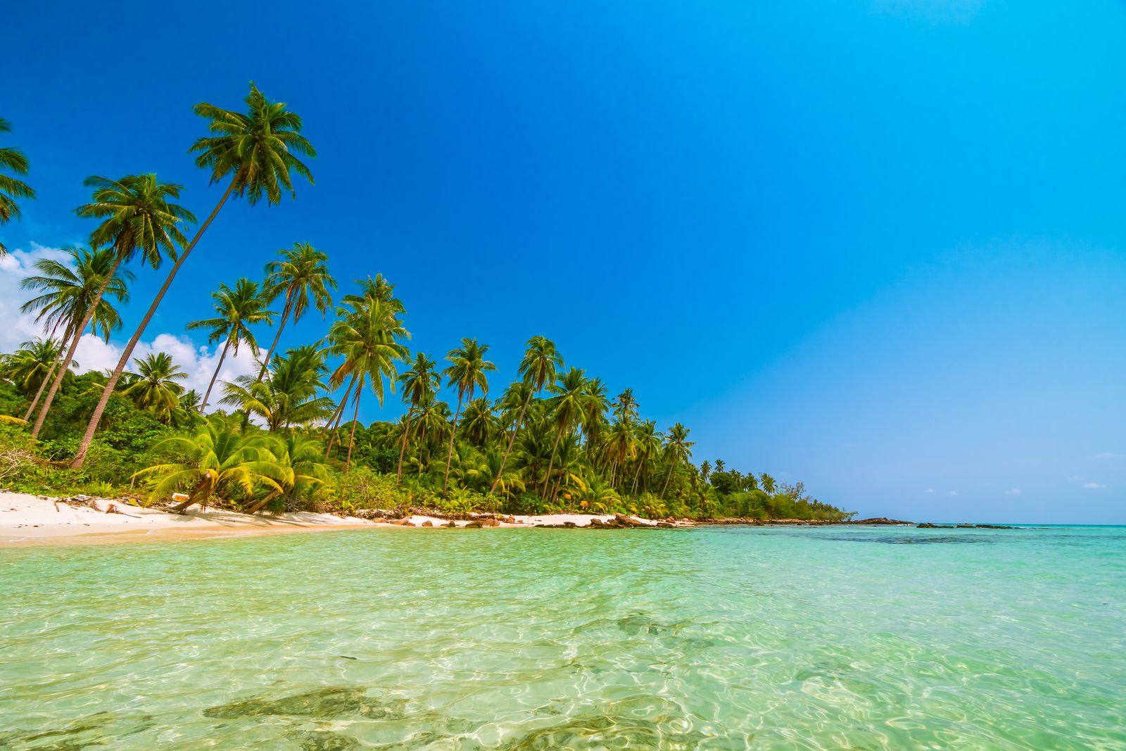 Clear, shallow turquoise water in front of a beach lined with tall palm trees