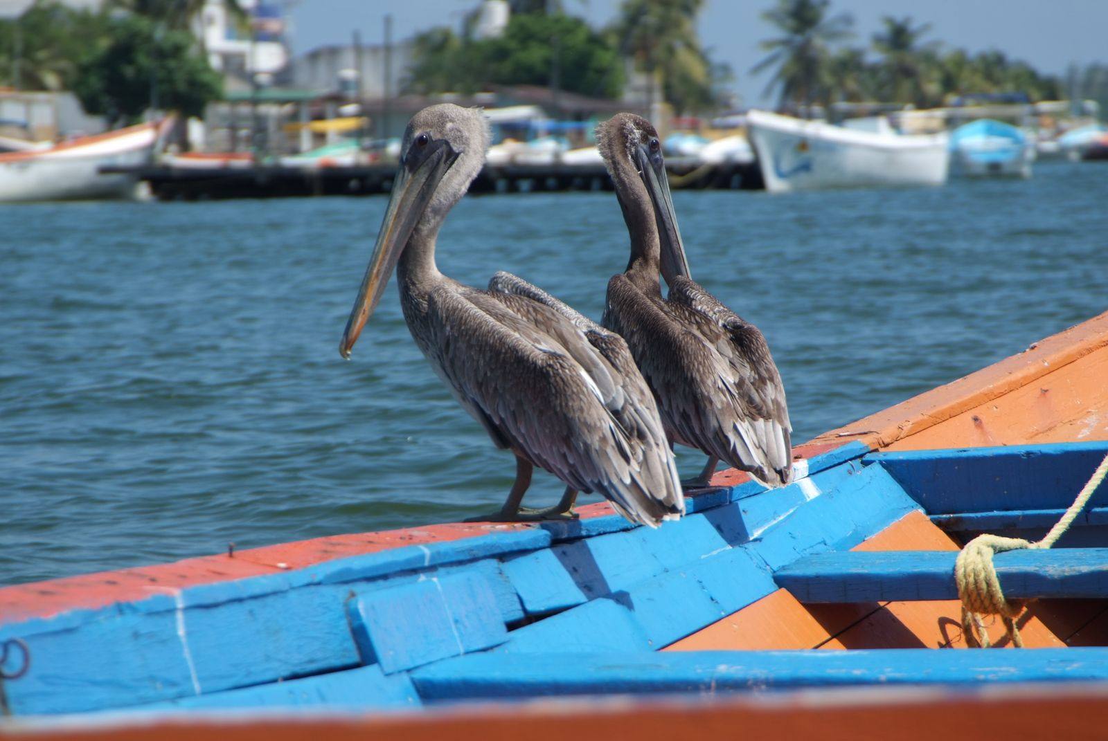 Two brown pelicans perched on the edge of a painted blue and orange wooden boat, with small boats moored behind